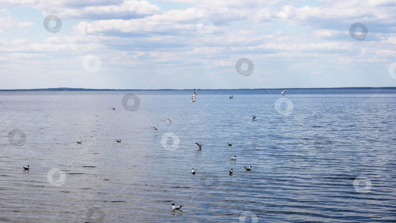 Скачать Чайки на поверхности воды фотосток Ozero