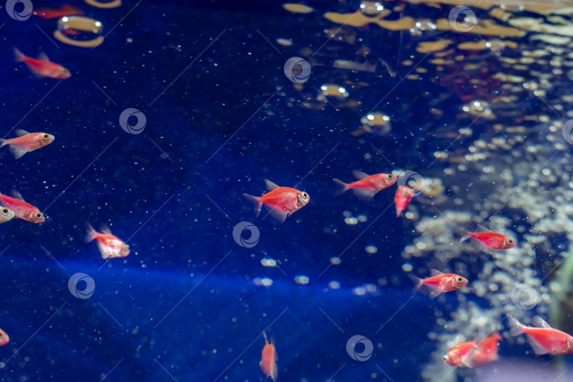 Скачать Декоративные рыбки в голубой воде аквариума фотосток Ozero