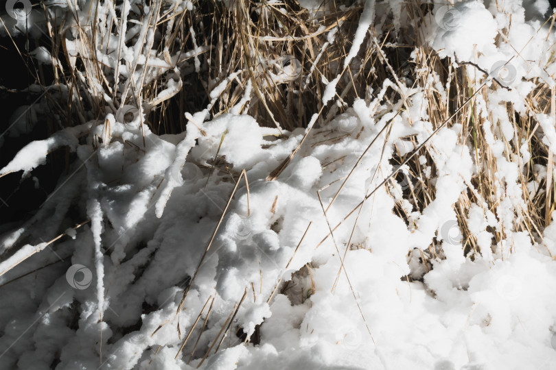 Скачать Заснеженные кусты зимой фотосток Ozero