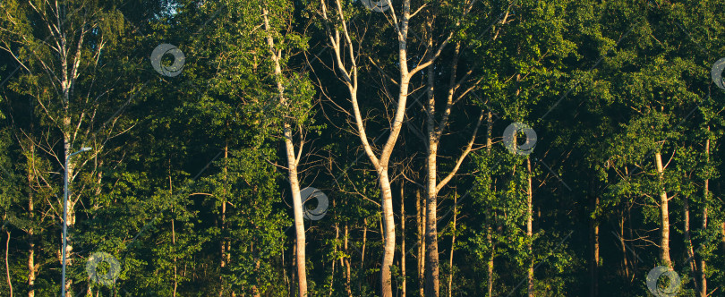 Скачать Панорамное изображение густого леса фотосток Ozero