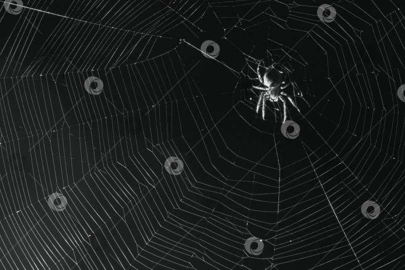 Скачать Ночью паук сидит на паутине фотосток Ozero