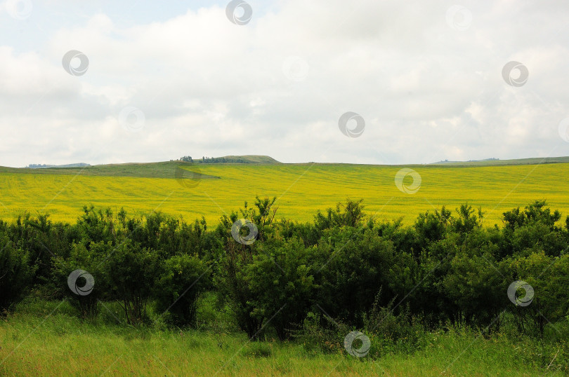 Скачать Ряд кустов на краю склона холма с большим полем рапса. фотосток Ozero