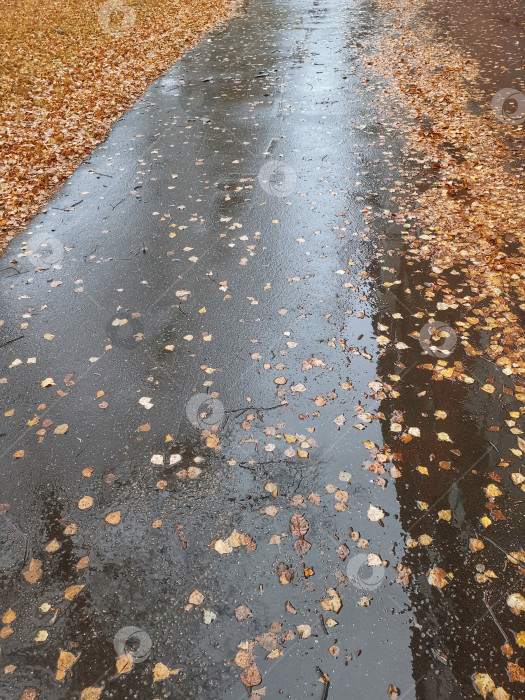 Скачать Осенняя дорога после дождя для ваших проектов. фотосток Ozero