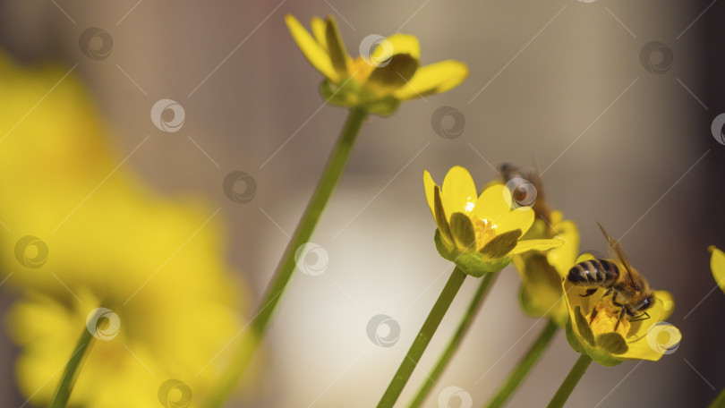 Скачать Пчела собирает пыльцу с первых маленьких желтых весенних цветков фотосток Ozero