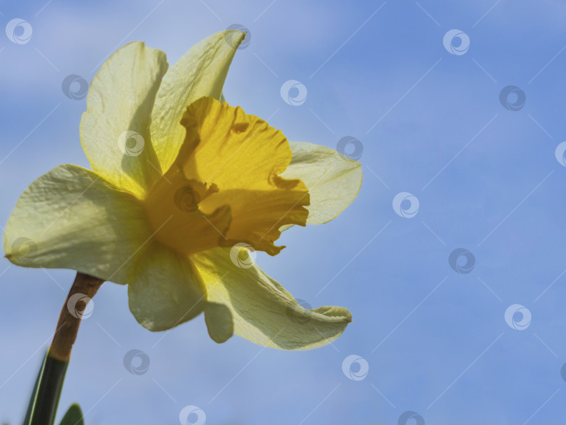Скачать Крупный план красивого желтого цветка нарцисса на фоне голубого неба. Вид Цветка На Фоне Неба Под Низким Углом. Весенний цветок нарцисс фотосток Ozero