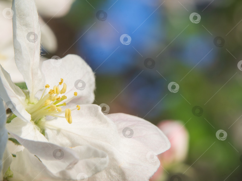 Скачать Белый цветок цветущей яблони на размытом фоне природы. Весенние цветы. Весенний фон фотосток Ozero