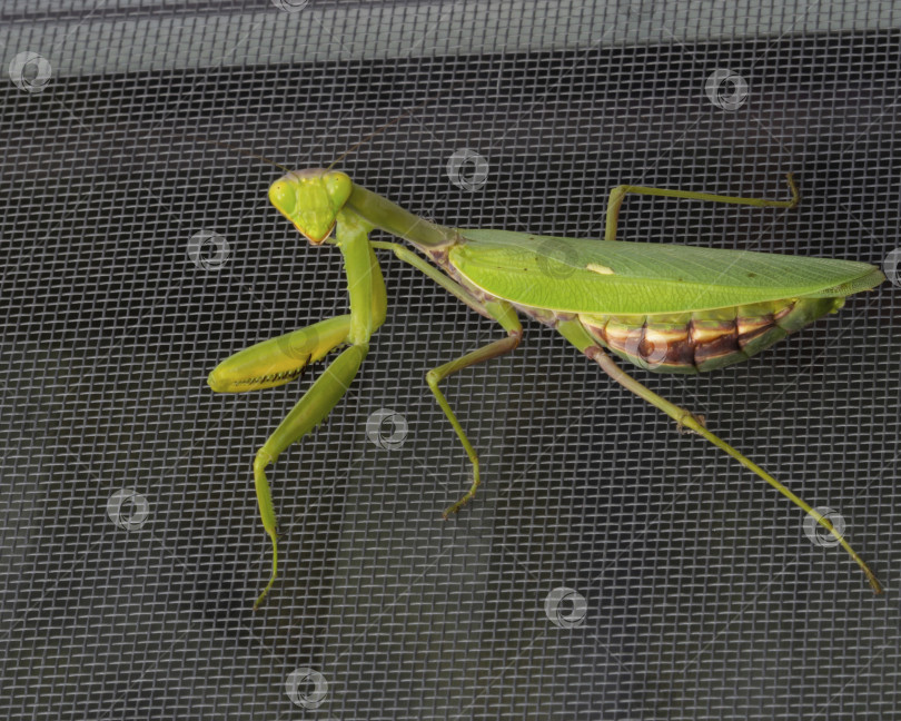 Скачать Фотография зеленого богомола крупным планом (Mantis religiosa). Снимок крупным планом при естественном освещении богомола, сидящего на москитной сетке, на естественном фоне фотосток Ozero