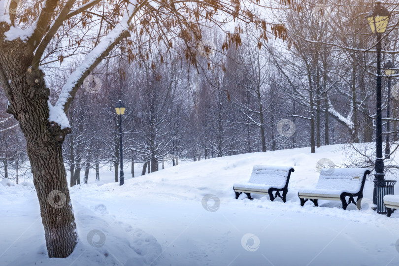 Скачать зимняя парковая дорога с голыми деревьями, скамейками и фонарями. снежный день фотосток Ozero