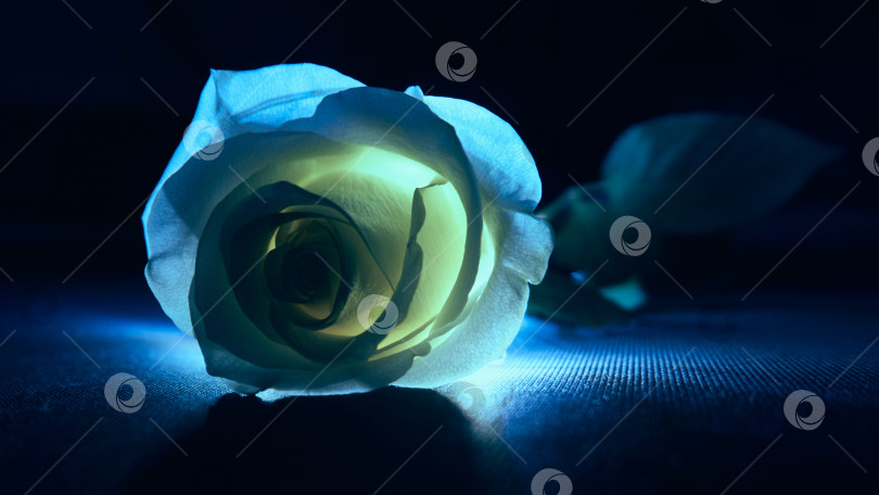 Скачать Белая роза, освещенная ярким светом. фотосток Ozero