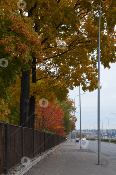 Скачать Осенняя городская улица фотосток Ozero