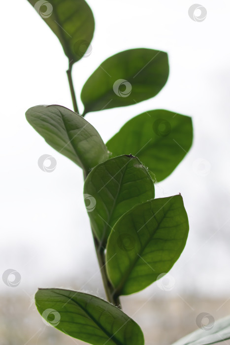Скачать Стебель с зелеными листьями комнатного растения фотосток Ozero