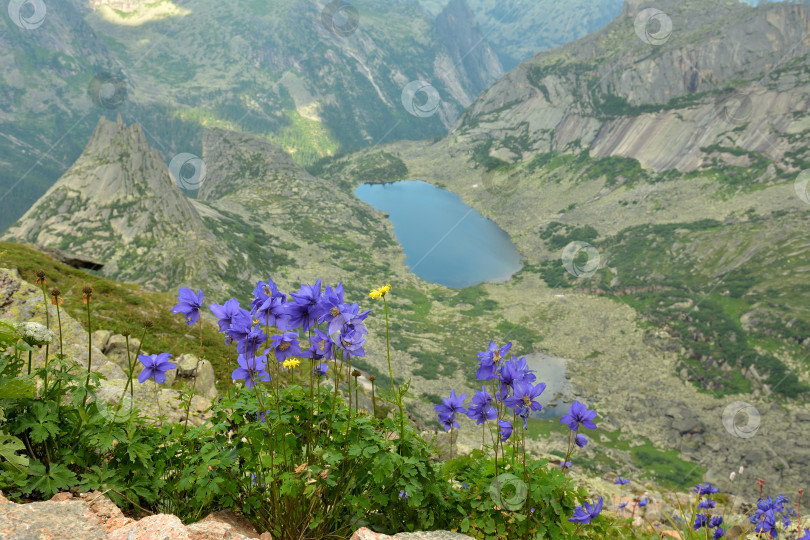 Скачать Группа голубых цветущих цветов на вершине горы с видом на живописное озеро и остроконечные скалы в солнечный летний день. фотосток Ozero