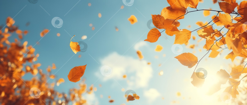 Скачать Осенний баннер, опавшие желтые листья на фоне неба в солнечный день фотосток Ozero