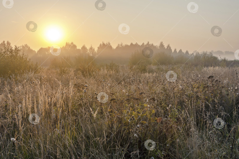 Скачать Осеннее утро фотосток Ozero