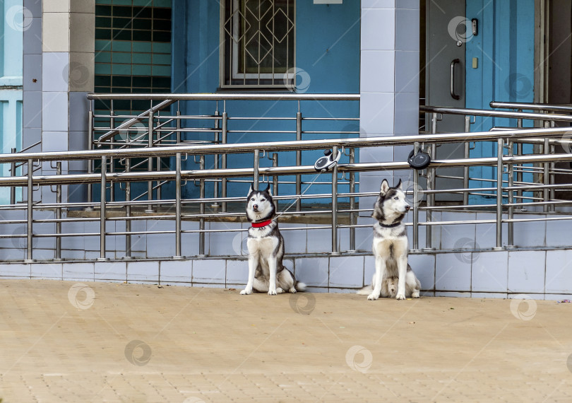 Скачать Две  Хаски фотосток Ozero