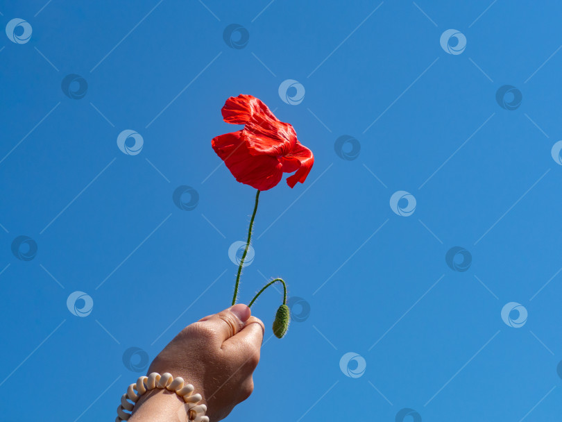 Скачать Красный мак в руке девушки на фоне голубого неба как символ памяти о павших солдатах. Прекрасный цветок мака на ветру. Маки в память о Дне Анзака фотосток Ozero
