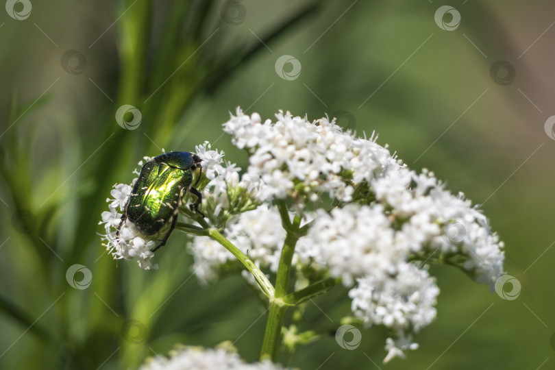 Скачать Зеленый жук на белых цветах на размытом фоне зелени. Крупный план красивого жука фотосток Ozero