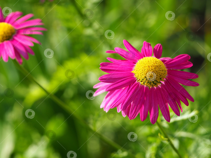 Скачать Праздничная весенняя цветочная открытка - розово-фиолетовый цветок маргаритки. Крупный план красно-фиолетовых лепестков цветов в саду на размытом фоне, нежный цвет для оформления Дня матери, поздравительной открытки фотосток Ozero