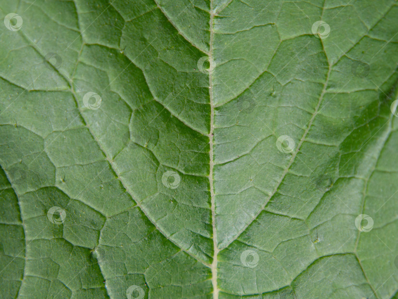 Скачать Фон поверхности зеленого листа. Крупным планом текстура прожилок свежего зеленого листа на фоне природы фотосток Ozero