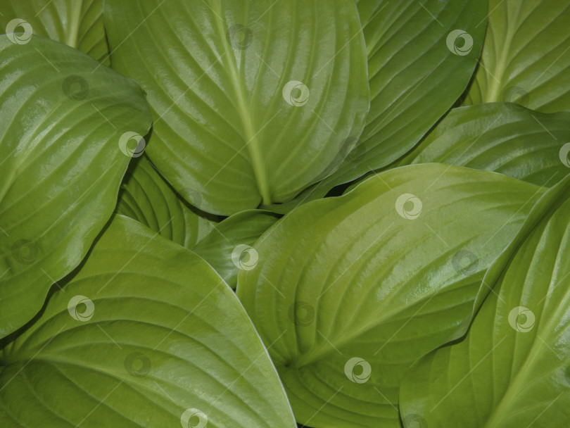 Скачать Крупный план зеленых листьев растений на естественном фоне. Абстрактная текстура зеленых листьев, естественный фон фотосток Ozero