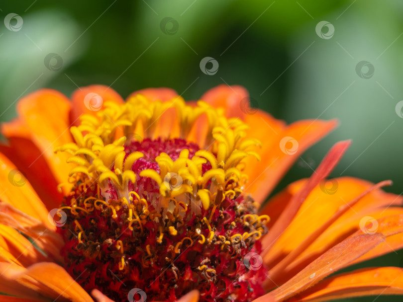 Скачать Макросъемка яркого цветка-цветочный фон для дизайна фотосток Ozero