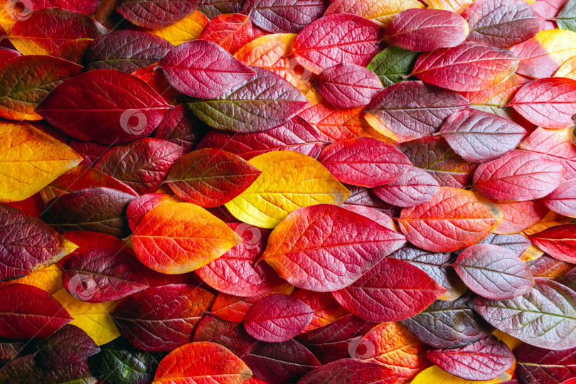 Скачать Осенний фон из листьев фотосток Ozero