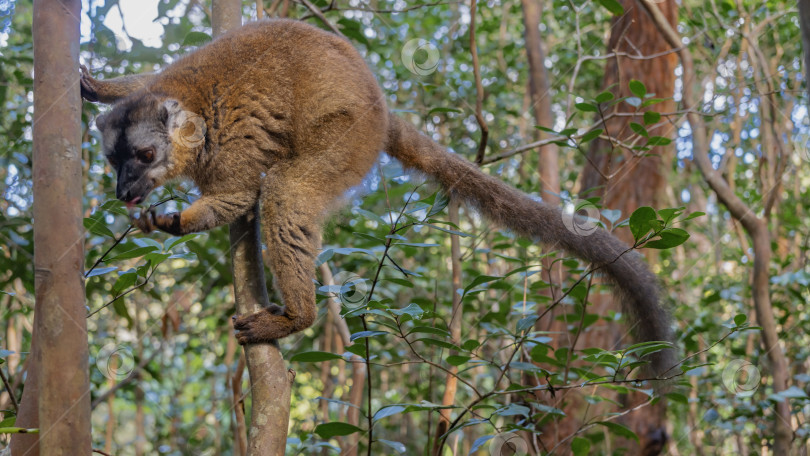 Скачать Обыкновенный коричневый лемур Eulemur albifrons сидит на дереве фотосток Ozero