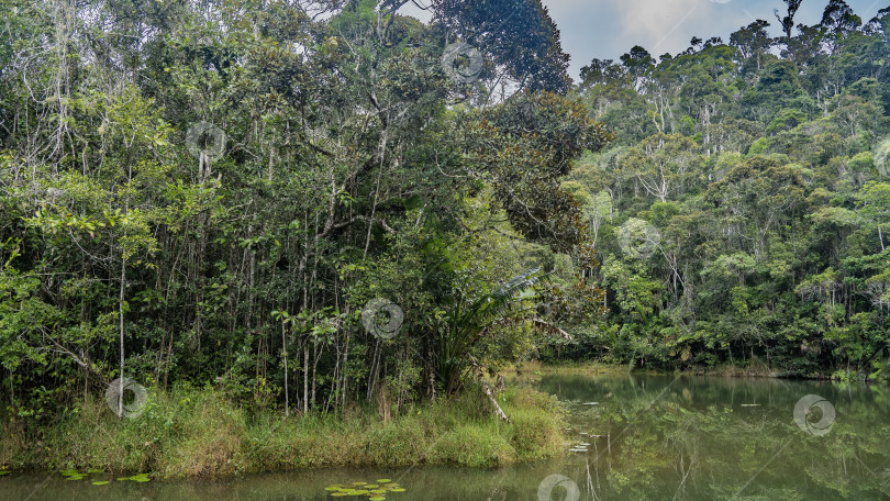 Скачать Спокойная река петляет по тропическому лесу. фотосток Ozero