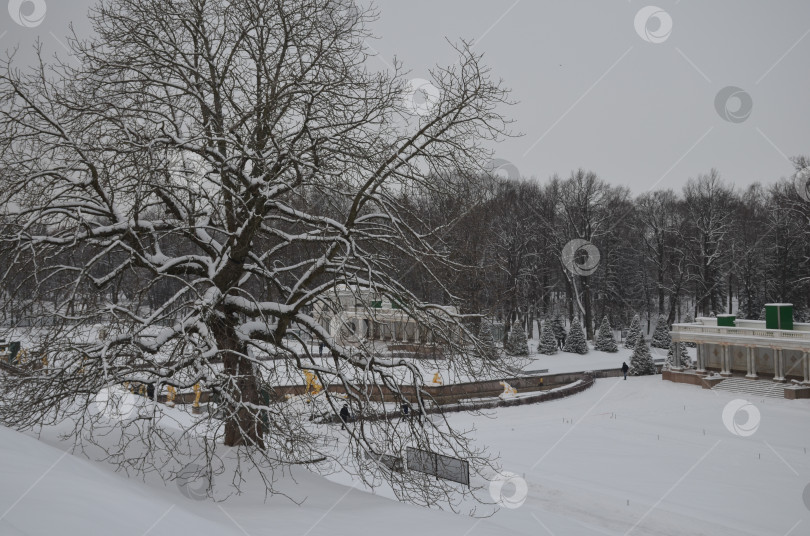 Скачать Санкт-Петербург, Россия – 12.23.2018: Нижний парк Петергофа зимой фотосток Ozero