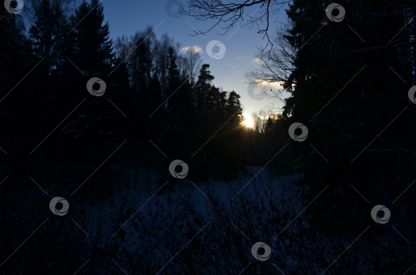 Скачать Рассвет в зимнем лесу фотосток Ozero