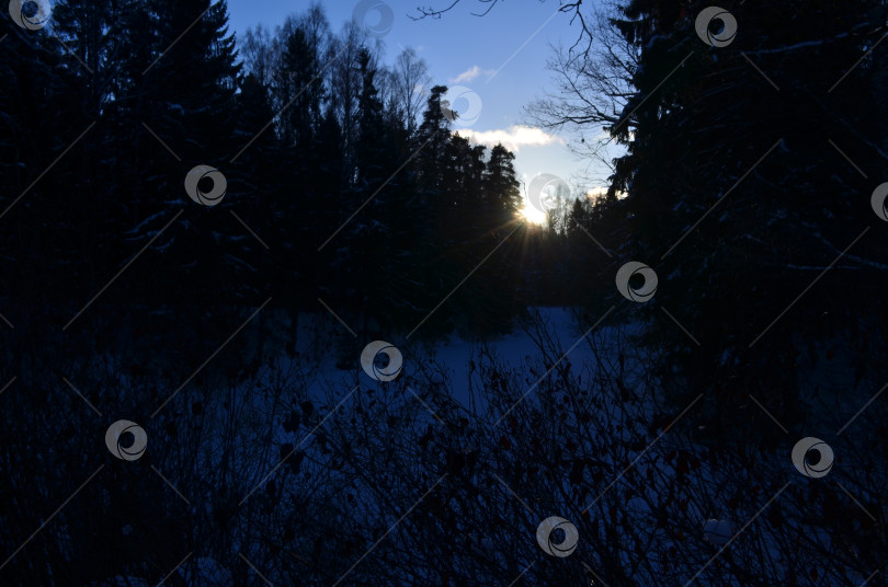 Скачать Рассвет в зимнем лесу фотосток Ozero