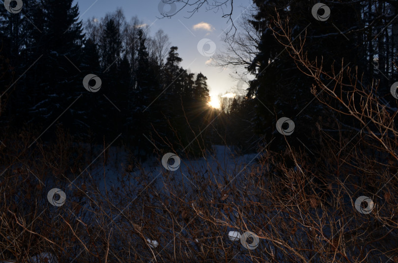 Скачать Рассвет в зимнем лесу фотосток Ozero