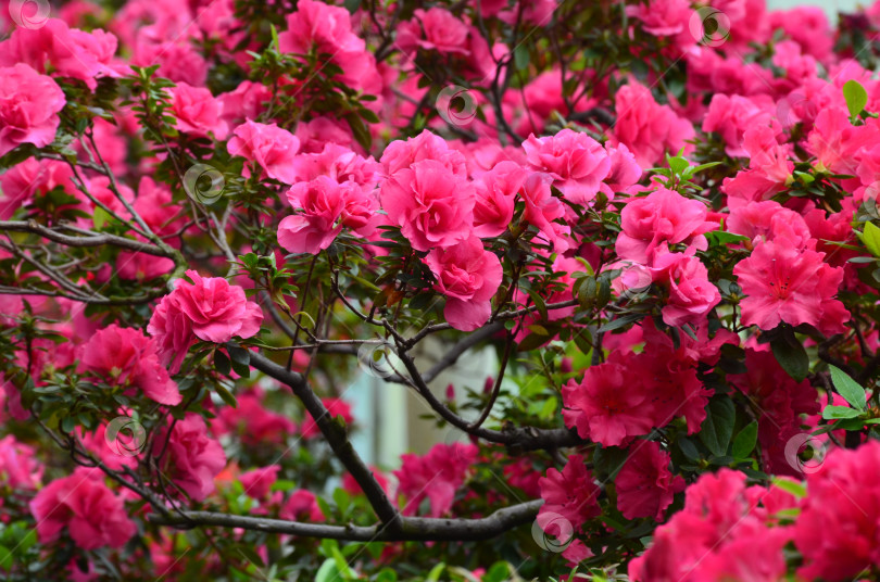 Скачать Цветущая розовая азалия (лат. Azalea), яркие зеленые листья, фоновое изображение фотосток Ozero