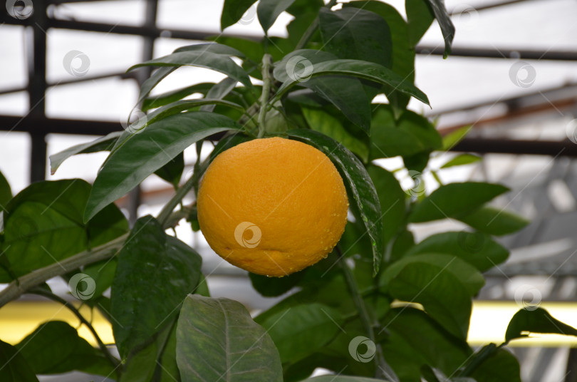 Скачать Большой оранжевый апельсин на ветке с темно-зелеными листями фотосток Ozero