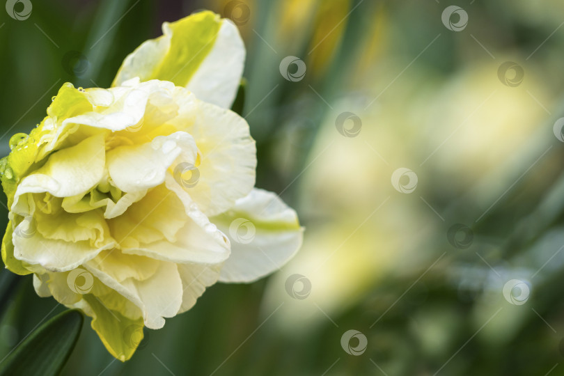 Скачать Один цветок махрового нарцисса с каплями дождя на фоне размытых зеленых листьев.Весенний цветок многолепесткового желто-белого нарцисса в зеленом саду.  Открытка с весенним цветком фотосток Ozero