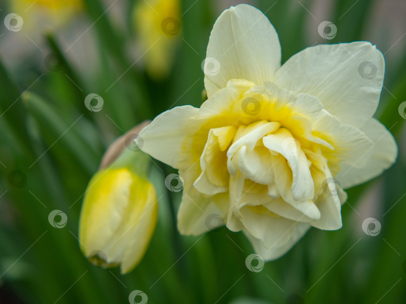 Скачать Изысканный цветок вьющегося бело-желтого нарцисса в саду весной фотосток Ozero