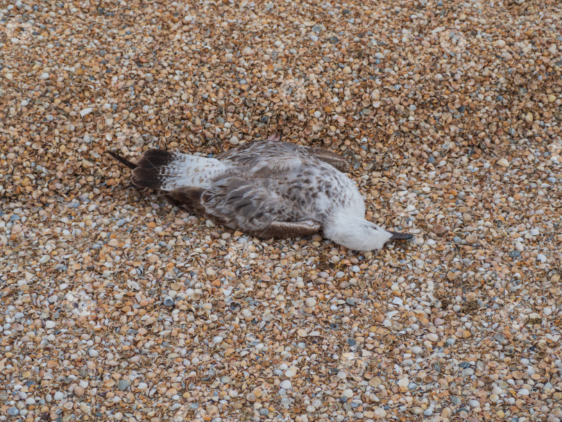 Скачать Мертвая чайка, лежащая на пляже из ракушек. Экологические катастрофы и дикая природа. Крупный план мертвой птицы, лежащей на поверхности морских раковин фотосток Ozero