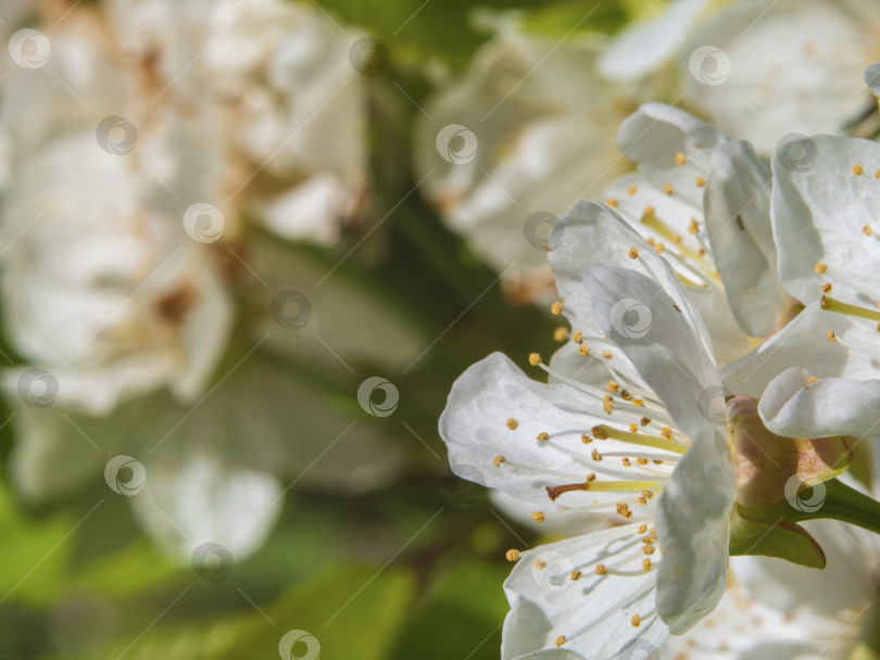 Скачать Крупный план белых цветов цветущих яблонь весной в саду. Белый цвет яблони на естественном фоне. Крупный план прекрасного весеннего цветения. Весенняя поздравительная открытка фотосток Ozero