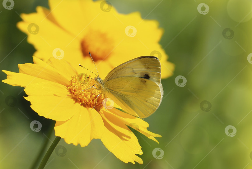 Скачать Белая бабочка на желтом цветке крупным планом. Макросъемка крупным планом сидящей бабочки на ярком цветке. Красивые летние обои на рабочий стол. Открытка с бабочкой фотосток Ozero