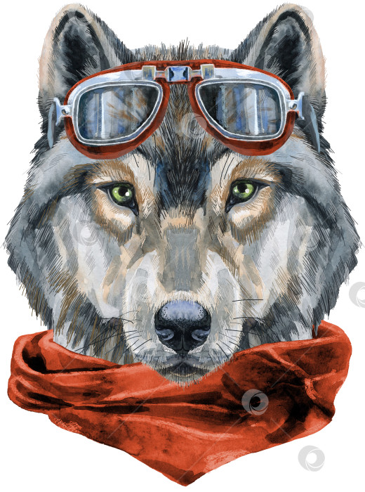 Скачать Волчья голова в байкерских очках и шейном платке. Акварельная иллюстрация к картине волка, изолированная на белом фоне фотосток Ozero
