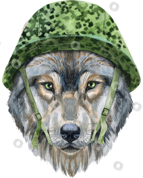 Скачать Волчья голова в военном тактическом шлеме. Акварельная иллюстрация к картине волка, изолированная на белом фоне фотосток Ozero