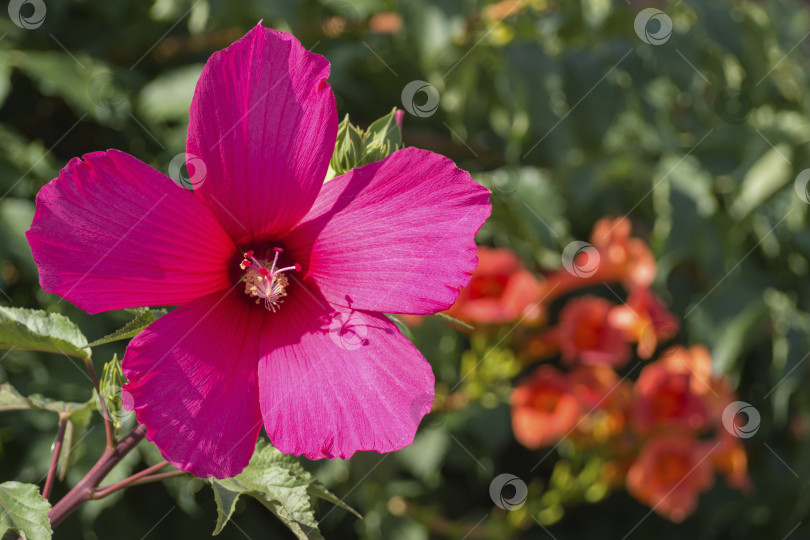 Скачать Макрофотография розового цветка гибискуса на расфокусированном фоне в тропическом саду. фотосток Ozero