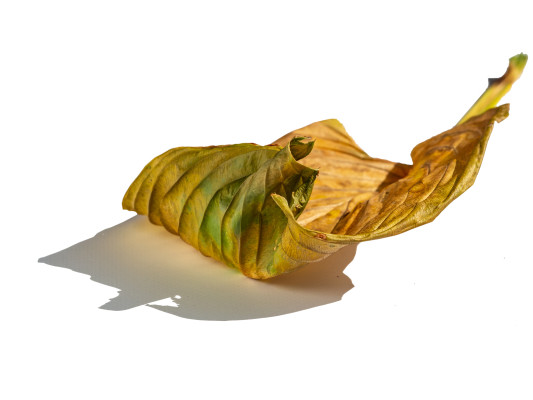 [object Object] undefined