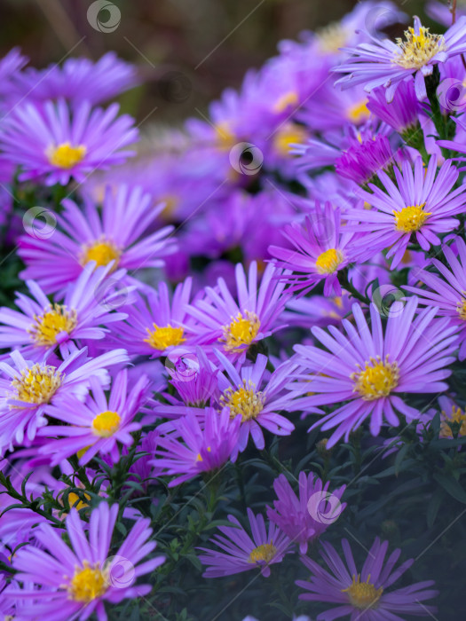 Скачать Фиолетовые цветы в природе в качестве фона. Астры. Красивый цветочный абстрактный фон природы. Астра многолетняя. Астра Альпийская. Летний пейзаж фотосток Ozero