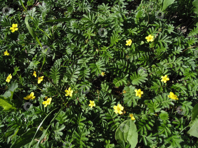 Скачать Сочные летние травы и жёлтые цветы на газоне фотосток Ozero