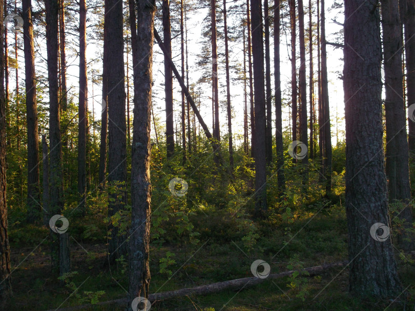 Скачать солнечный свет сквозь деревья в лесу фотосток Ozero
