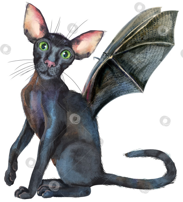 Скачать Акварельная восточная черная кошка с крыльями летучей мыши. Рисующая иллюстрация к животным фотосток Ozero