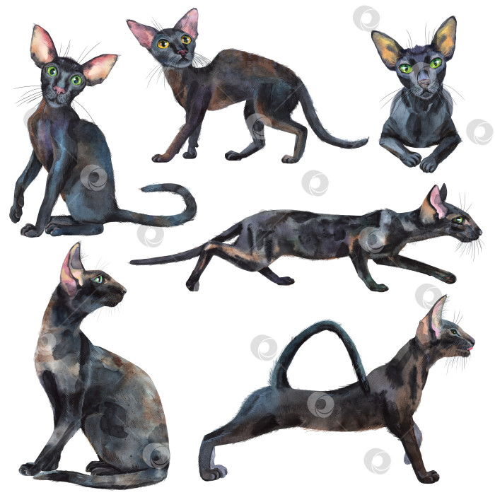 Скачать Акварельный набор восточных черных кошек. Рисующая иллюстрация к животным фотосток Ozero