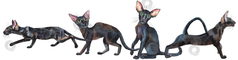 Скачать Акварельная кайма с изображением восточных черных кошек. Рисующая иллюстрация к животным фотосток Ozero