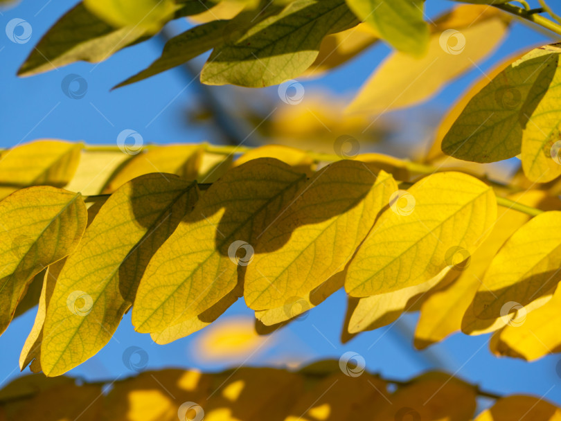 Скачать Текстура осеннего фона. Крупный план пожелтевших листьев на фоне голубого неба фотосток Ozero